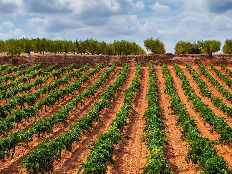 
						Wines of the Iberian Peninsula